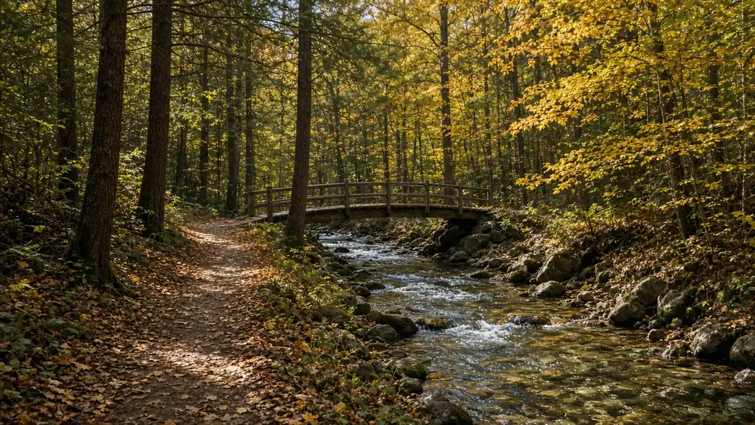 Illustrative image of a forest trail beside a creek with a wooden footbridge and autumn leaves